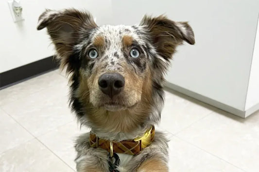 Low-Sodium Diets for Senior Dogs with Kidney Disease: A Comprehensive Guide