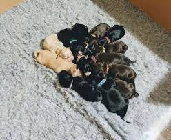 The Truth About Breeder's Food Recommendations.