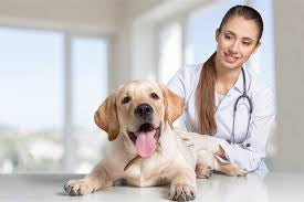 Why Do Vets Recommend Chicken And Rice?