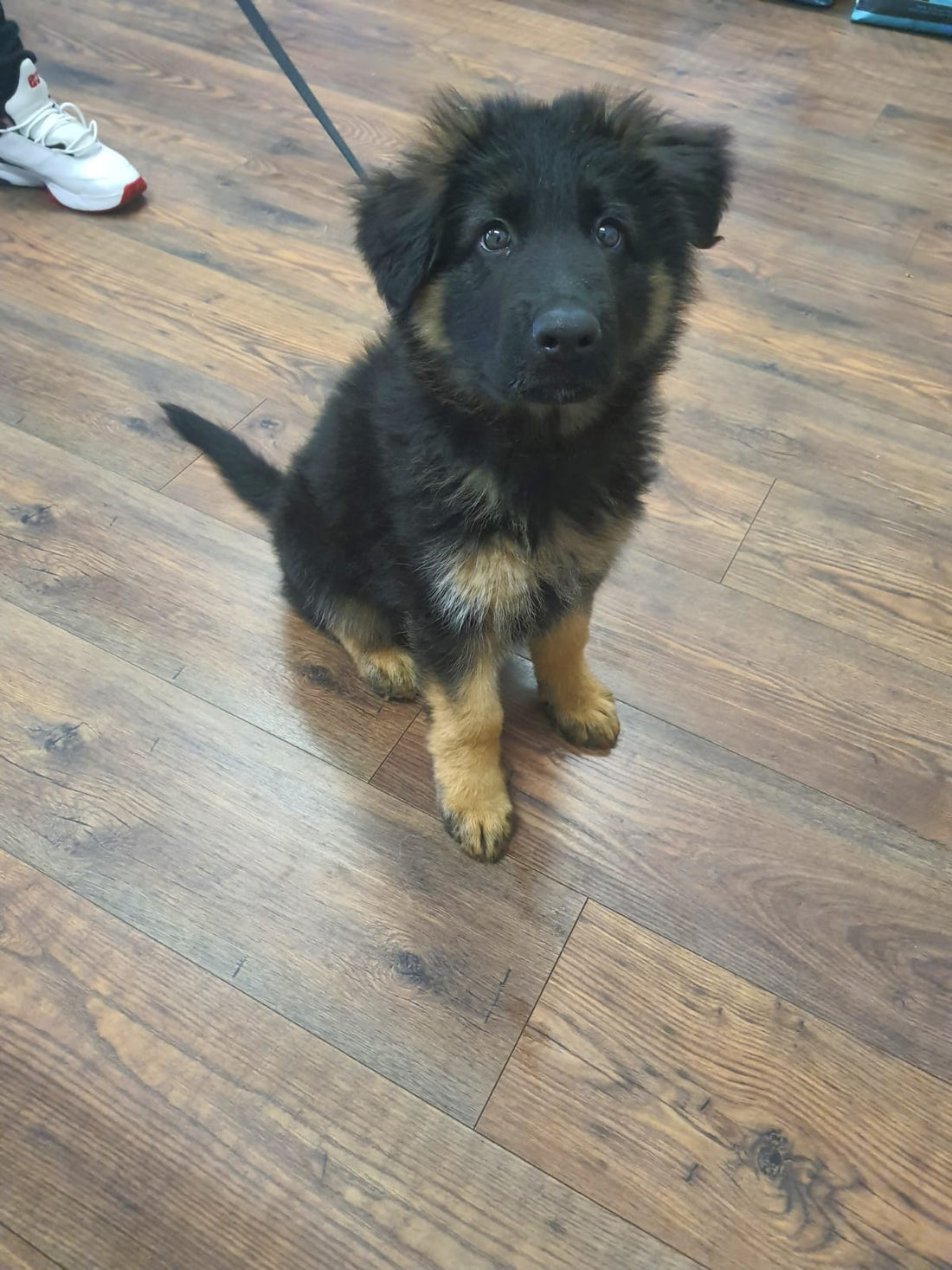 Top Ten Things To Consider When Socialising Your Puppy.