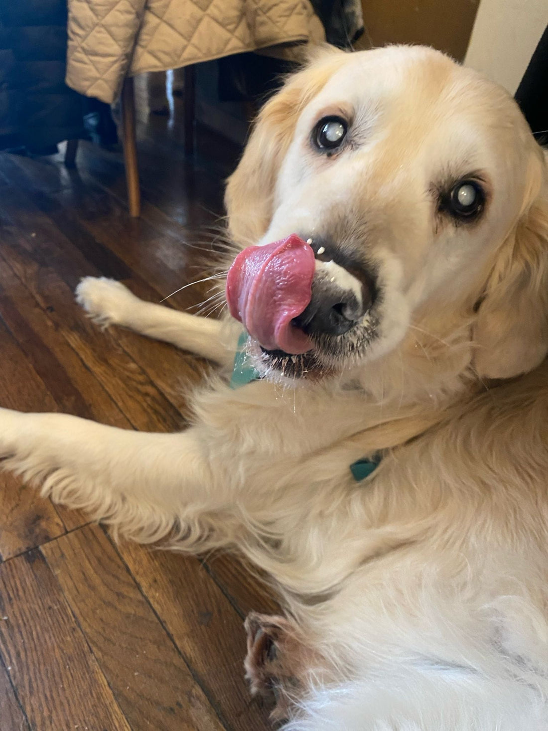 Digestive Enzymes For Pets EXPLAINED: LYPEX & Protexin Pro-Enzorb.