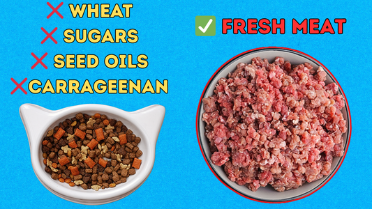 How to Transition Your Cat Off Junk Food (FOR BETTER HEALTH)