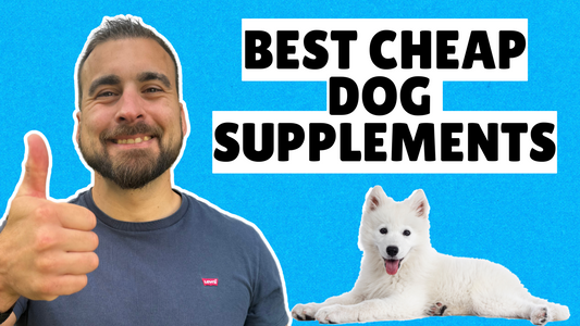 Healthy Dogs on a Budget: MUST-HAVE SUPPLEMENTS!