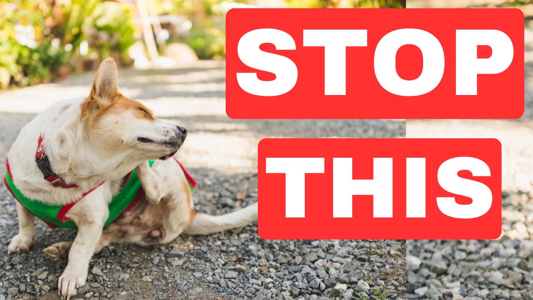 Best Gastrointestinal Food For Dogs