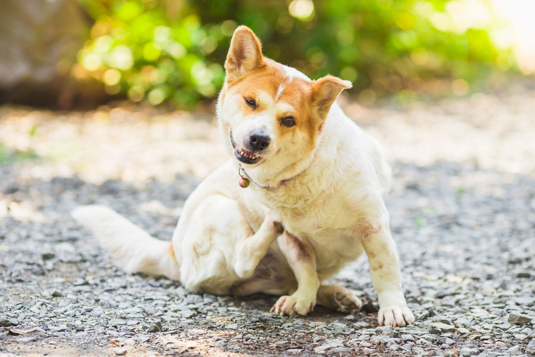 Dog Allergies In 5 Minutes.