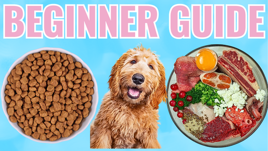 🥩 RAW DOG FOOD For Beginners 2024 - From Kibble To Raw!