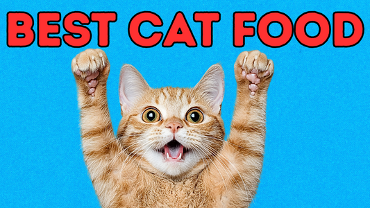 🐱 What Should Cats Really Eat? A Nutritionist’s Guide