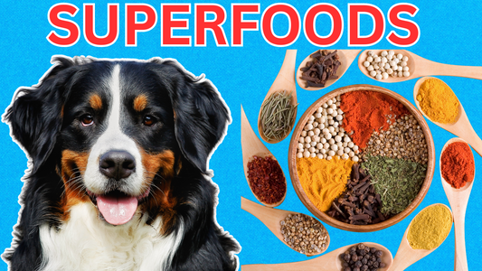 The BEST HERBS for DOGS (Backed by SCIENCE)