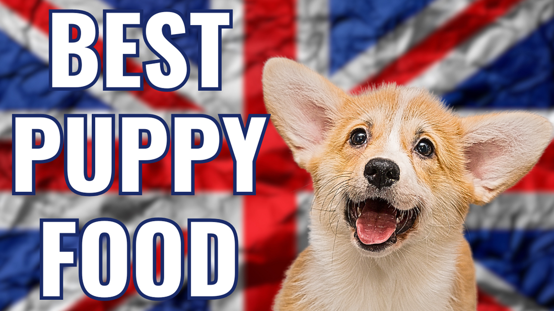 BEST PUPPY FOODS UK - Best Kibble Brands 🇬🇧