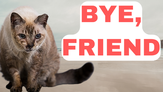 a heartbreaking solensia tale