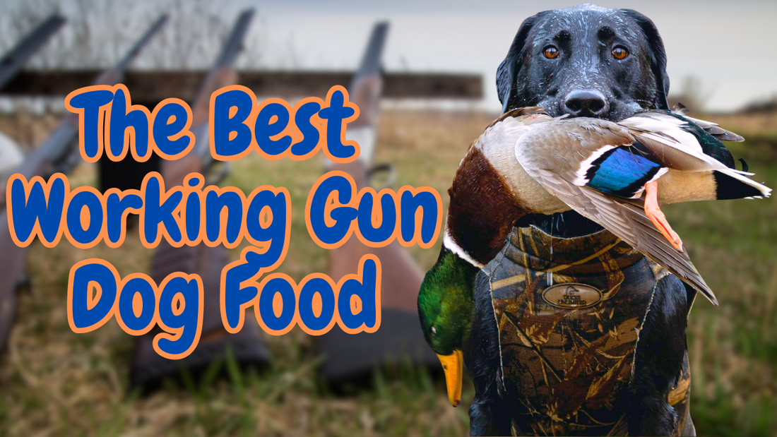 Feeding Your Working Dog During the Shooting Season.