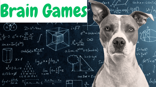 Best Dog Enrichment Toys. Must Have For Dogs. Dog Enrichment Guide.