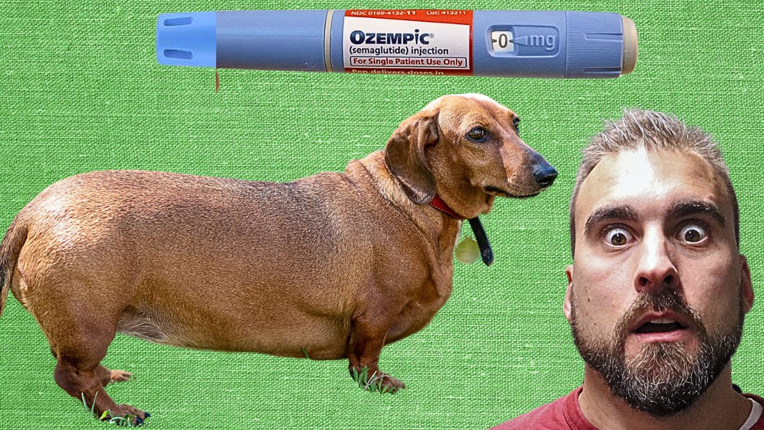 OZEMPIC FOR DOGS? How To Help Your Dog Lose Weight