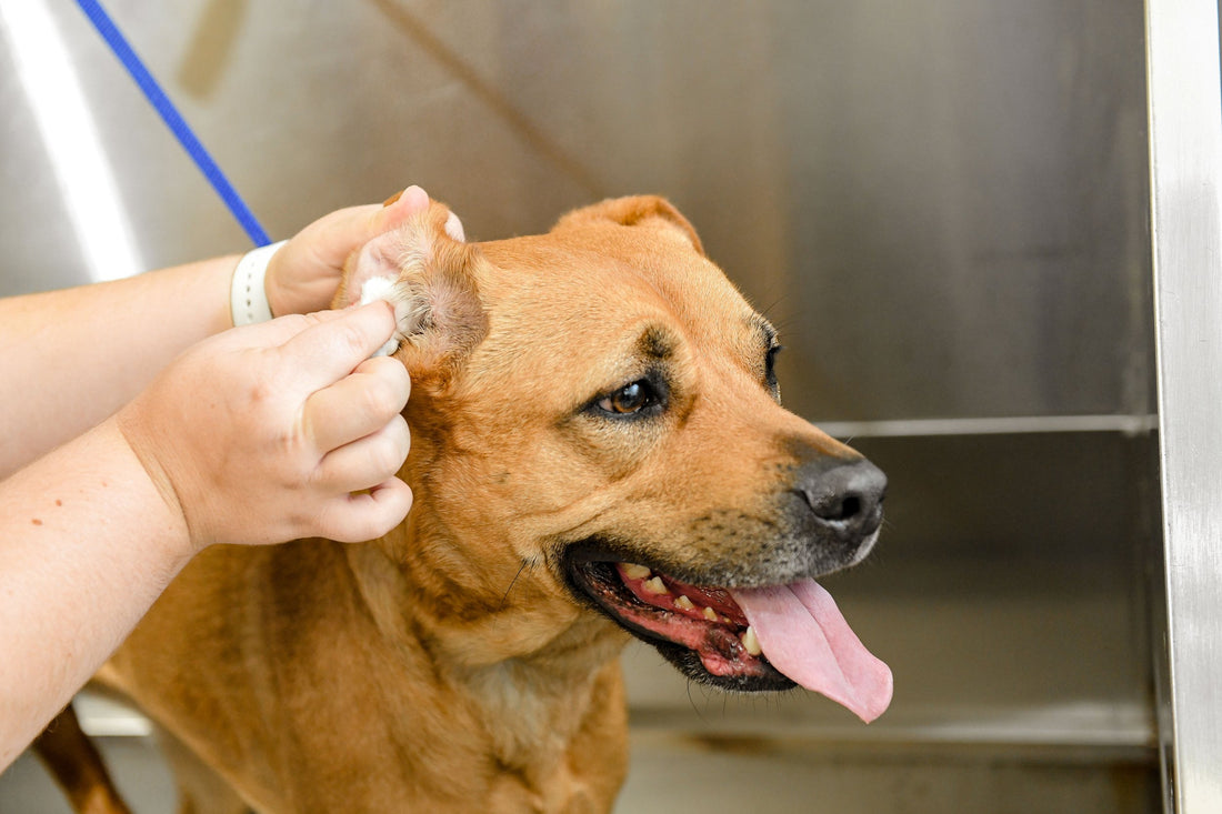 Solving Ear Infections In Dogs