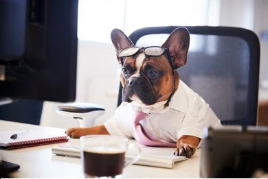 The Big Working Dog Food Con