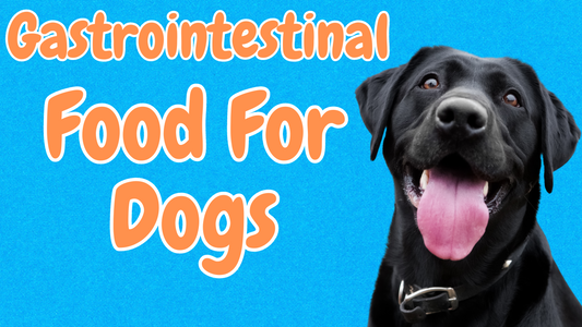 Best Gastrointestinal Food For Dogs