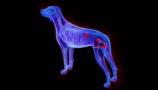 Introduction to Kidney & Bladder Disease in Dogs & Cats