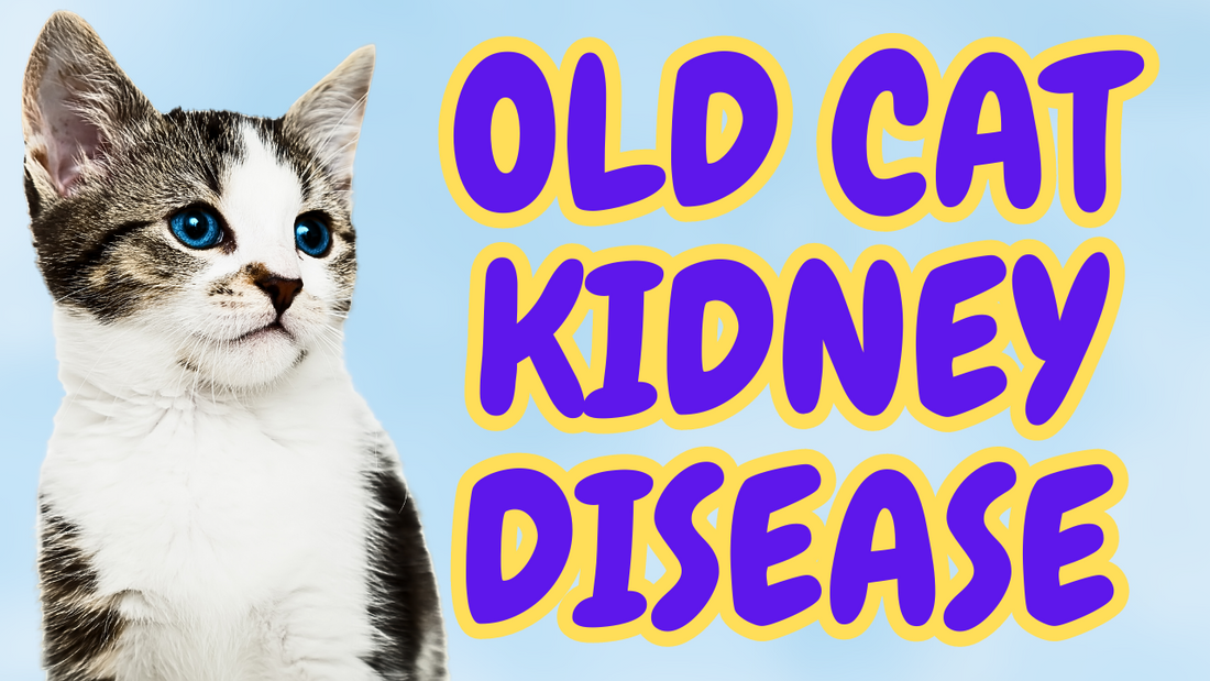 Best Wet Food for Senior Cats with Kidney Disease?