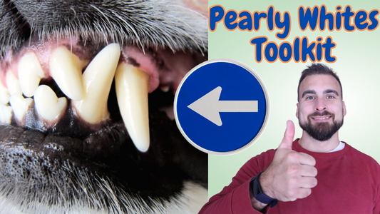 Best Dog Food For Dental Health Revealed. Dog Dental Diets.