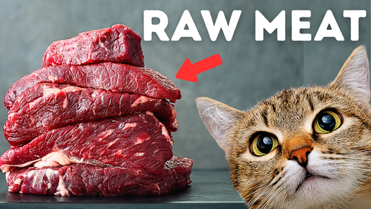 Is Raw Food Safe for Cats? (The Truth No One Tells You)