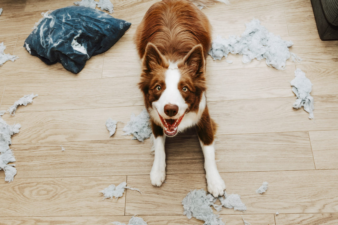 Separation Anxiety Training for Dogs: Easing Your Pup's Distress.