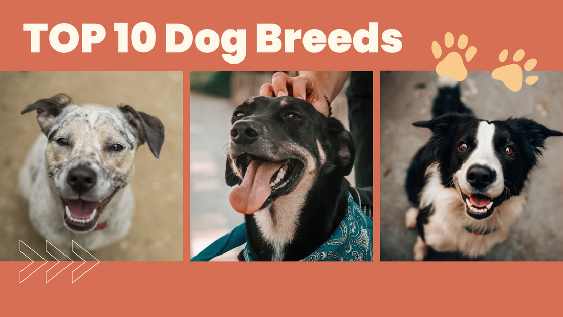 10 Most Popular Dog Breeds Ranked!