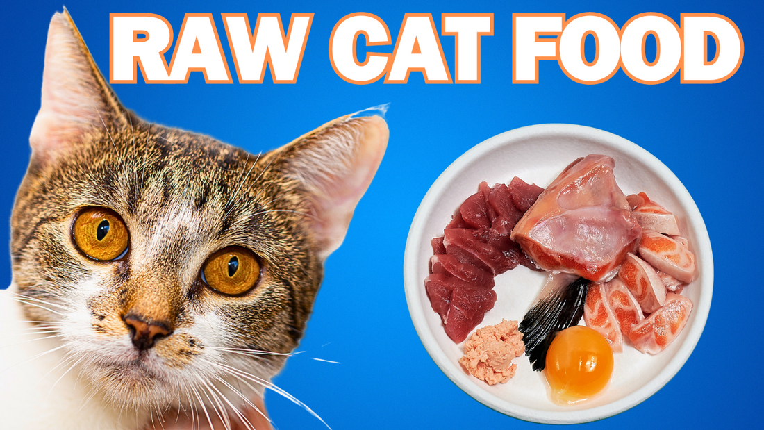 Ranking Raw Cat Foods UK - An Expert's Brutal Take