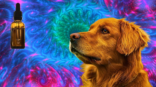 CBD Oil For Dogs. The Complete Guide. Read Before Buying.
