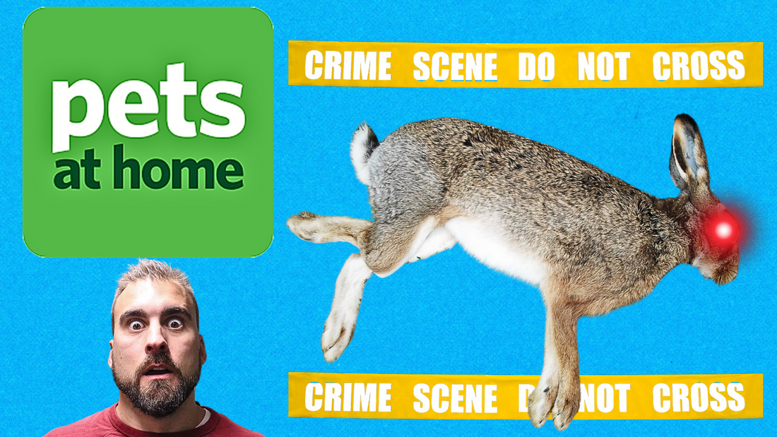 🐰 The Dark Side of Buying Rabbits In Stores 🐰