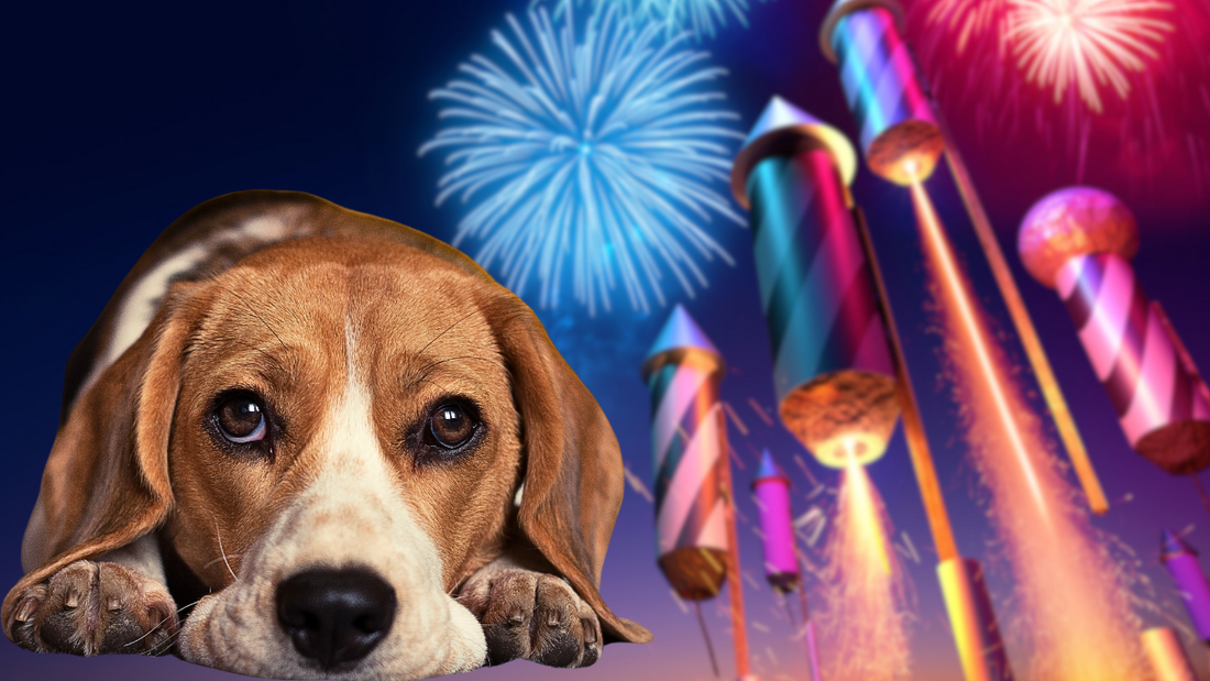calming treats for dogs, dog calming treats. bonfire night dog 
