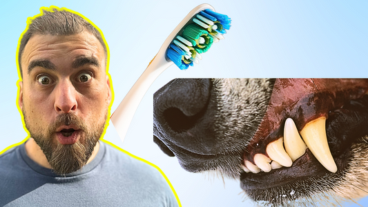 The Best Way To Clean Dog Teeth