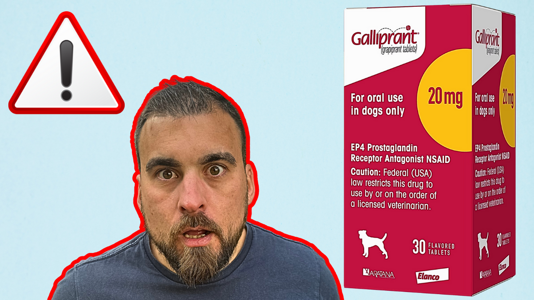 The Truth About Galliprant: What Vets Don’t Tell You