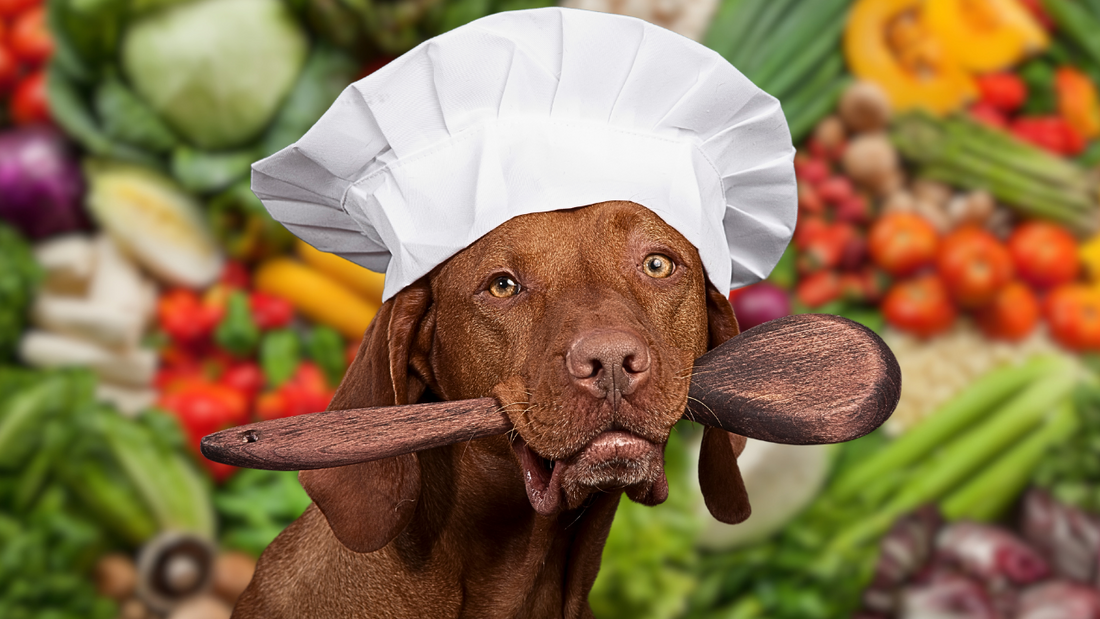 The Rising Concerns Over Homemade Dog Food