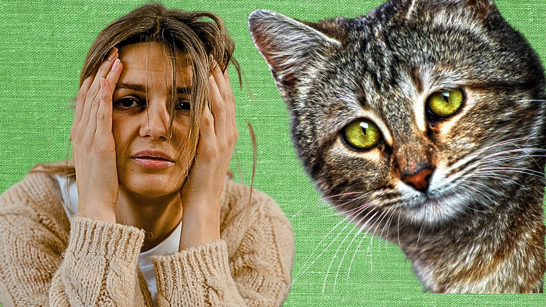 Worst cat treats your cat should avoid