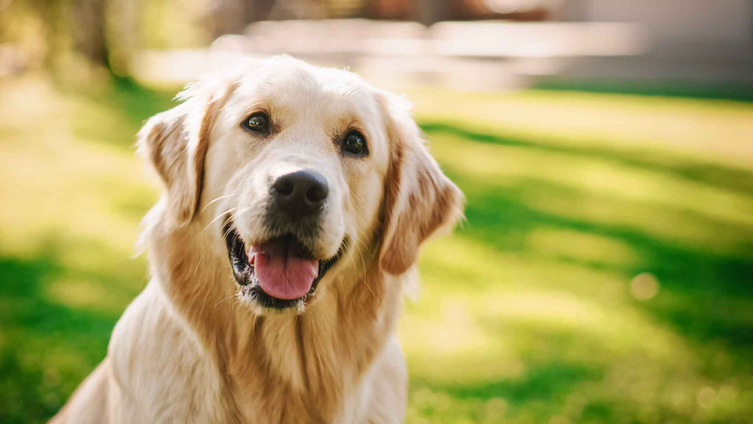 TOP Golden Retriever Grooming Tips