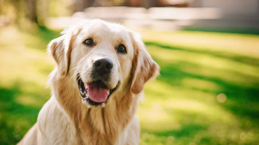 TOP Golden Retriever Grooming Tips
