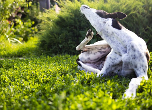 Treating Seasonal Allergies In Dogs.