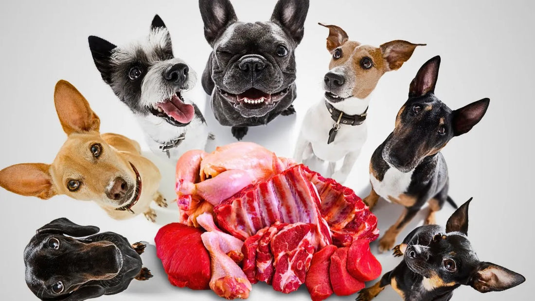 🥩 Are Dogs Carnivores? Don't Fall For The Propaganda.