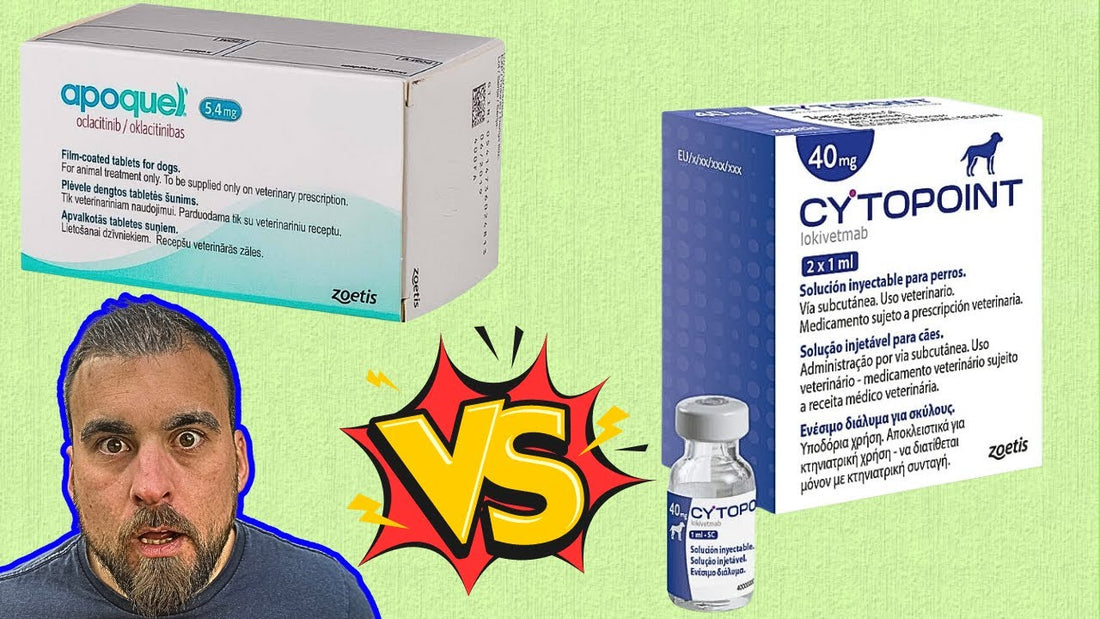 Apoquel vs Cytopoint For Dog Allergies: Which one is better?