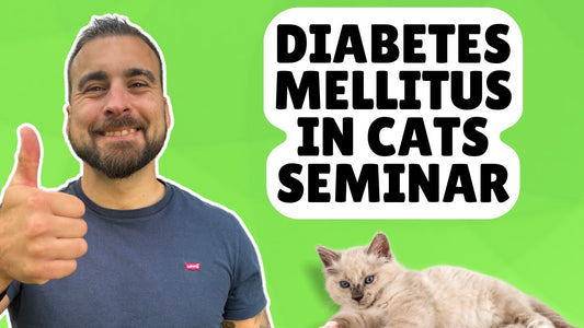 How To Treat Diabetes In Cats At Home (FREE SEMINAR)