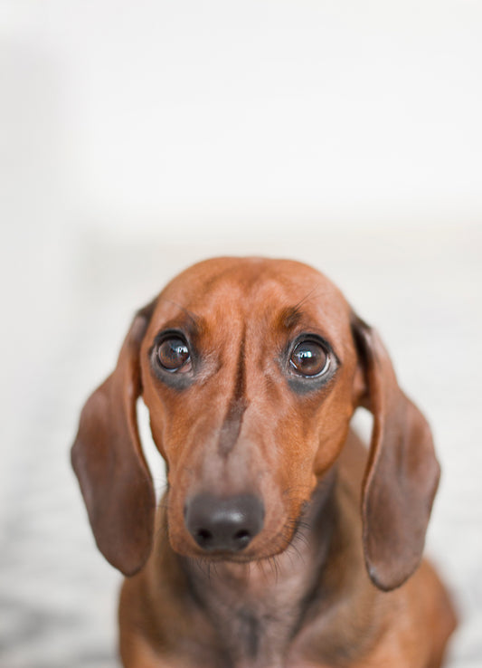 What's The Best Dog Food For A Sensitive Stomach? Watch This Now.