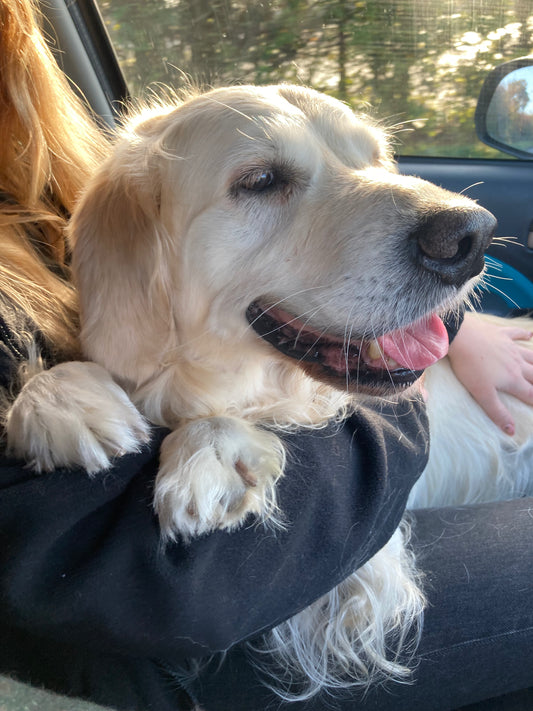 Canine Kidney Health Guide