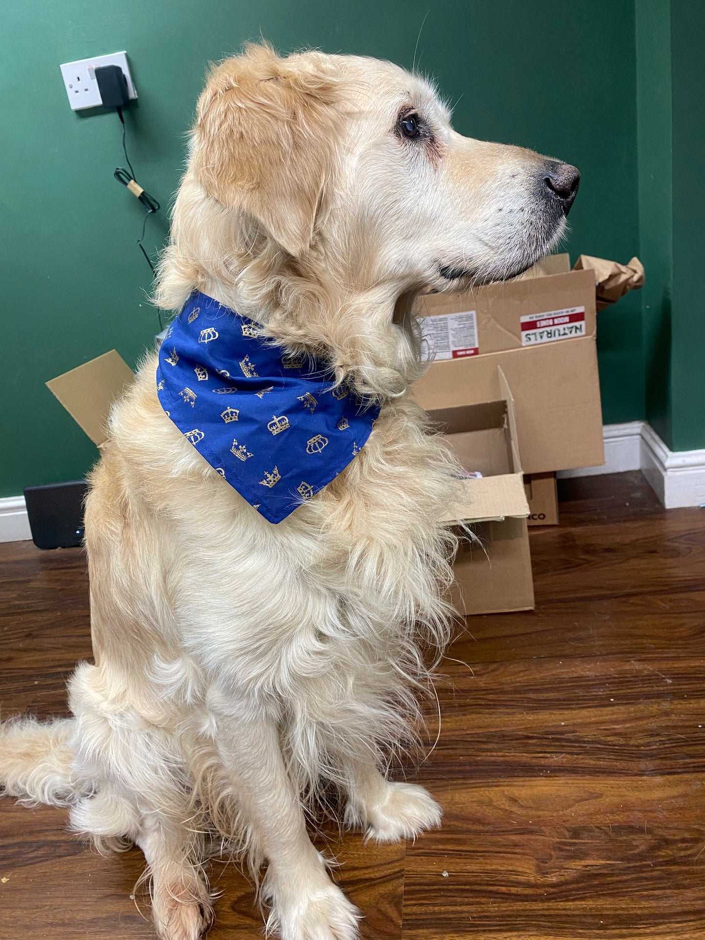 How To Feed Your Dog Better (FREE Download)