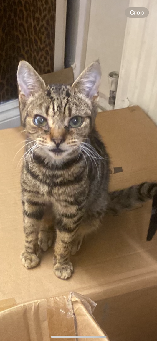 Kitten Feeding Guide: What to Feed (and What to Avoid)