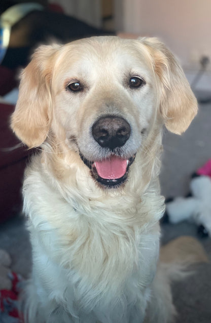 The Pet Quarter Gift Card