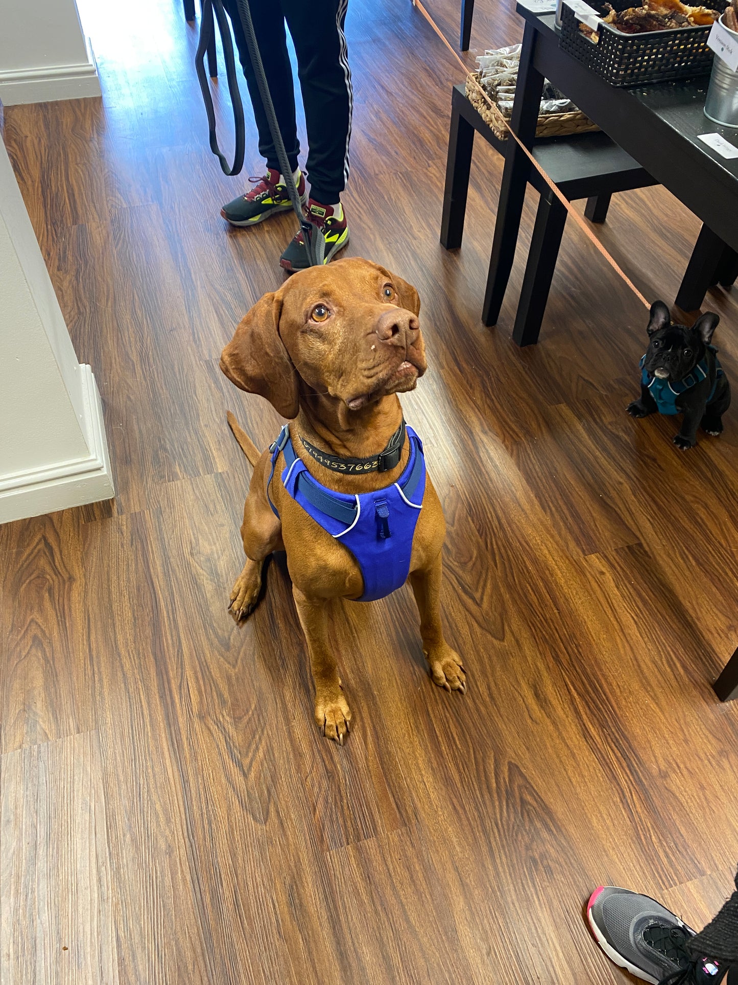 The Pet Quarter Gift Card