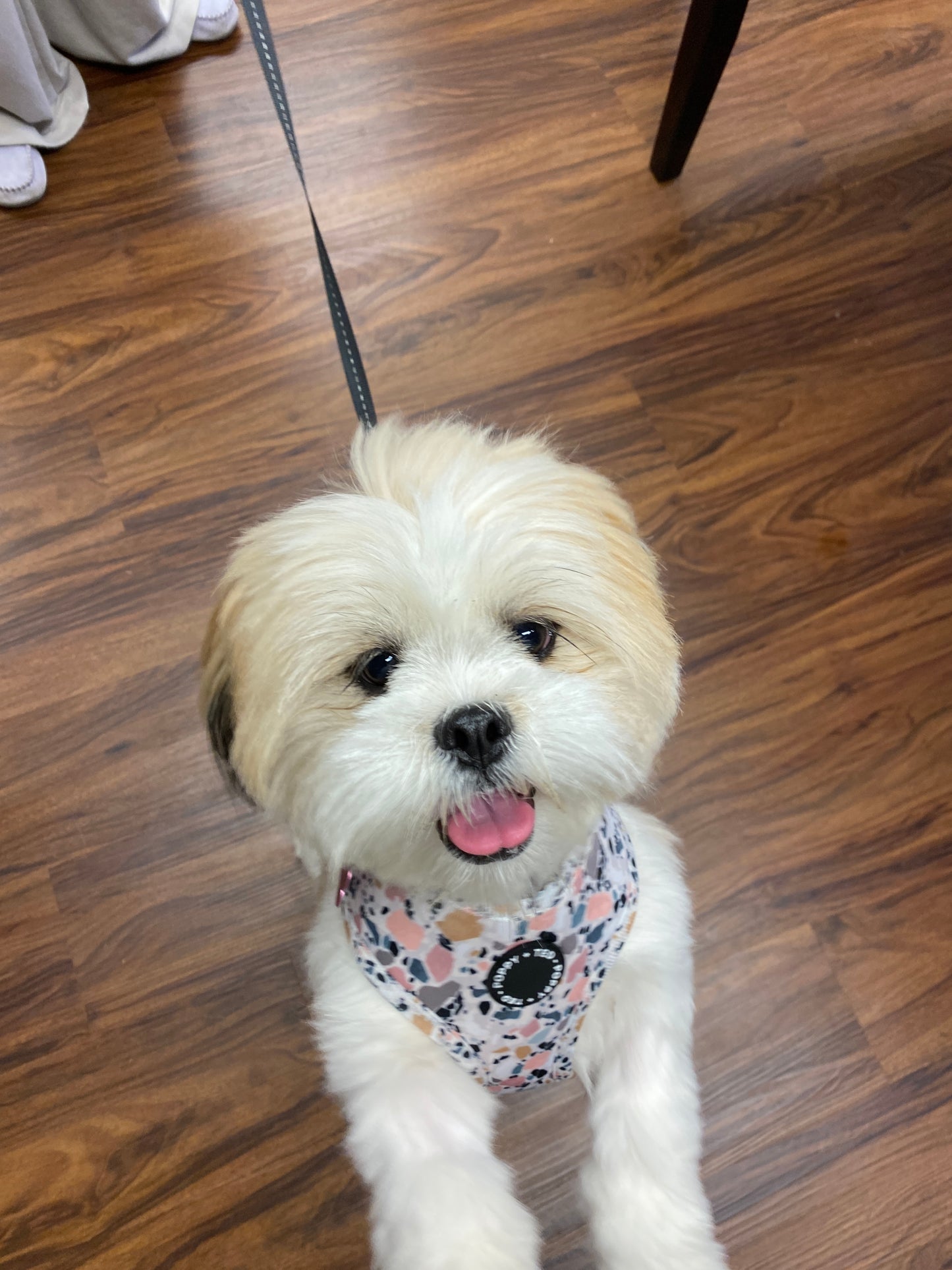 The Pet Quarter Gift Card