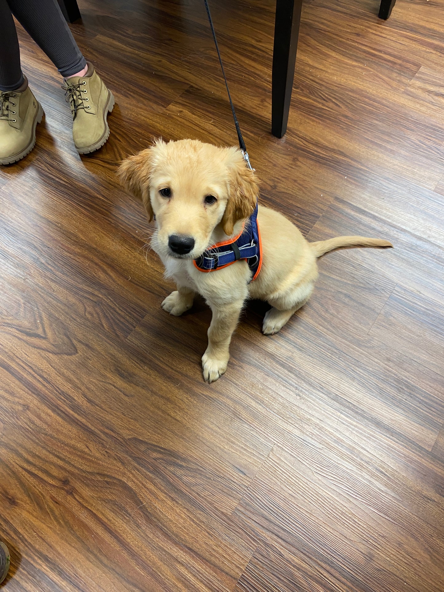 The Pet Quarter Gift Card