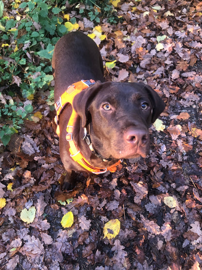 The Pet Quarter Gift Card