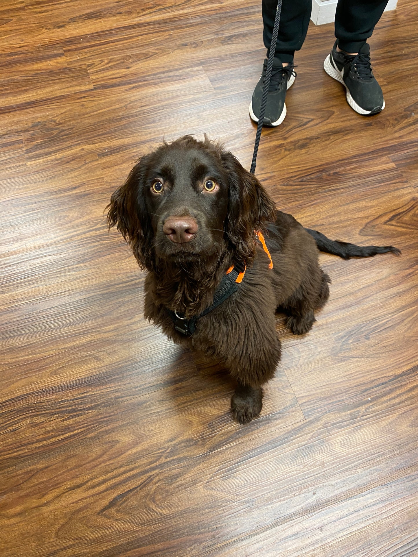 The Pet Quarter Gift Card